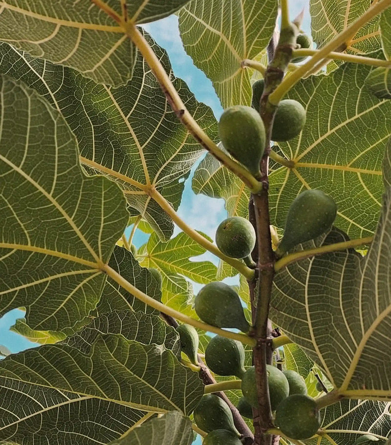 Body wash Fig Tree + Peppermint