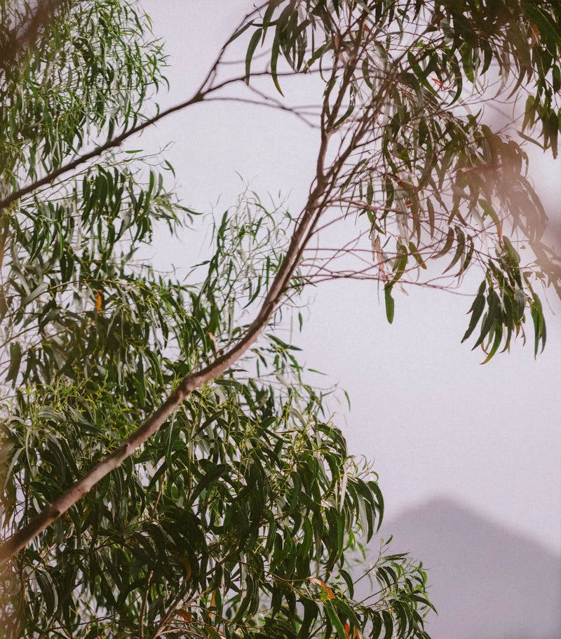 Body wash Cypress + Eucalyptus